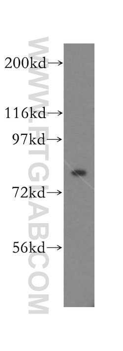 KIF3A Rabbit anti-Human, Mouse, Polyclonal, Proteintech 150 &mu;L; Unconjugated:Antibodies,