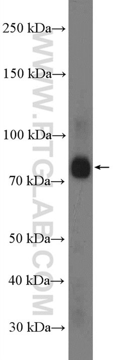 KIF3A Rabbit anti-Human, Mouse, Polyclonal, Proteintech 150 &mu;L; Unconjugated:Antibodies,