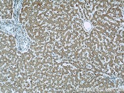 SIGLEC7 Rabbit anti-Human, Polyclonal, Proteintech 150 &mu;L; Unconjugated:Antibodies,