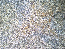 SIGLEC7 Rabbit anti-Human, Polyclonal, Proteintech 150 &mu;L; Unconjugated:Antibodies,