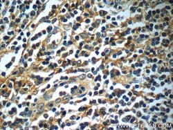 SIGLEC7 Rabbit anti-Human, Polyclonal, Proteintech 150 &mu;L; Unconjugated:Antibodies,
