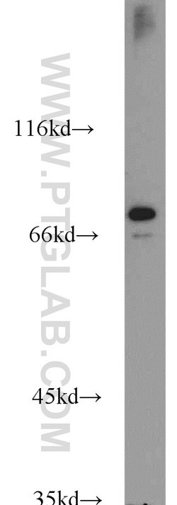SIGLEC7 Rabbit anti-Human, Polyclonal, Proteintech 150 &mu;L; Unconjugated:Antibodies,