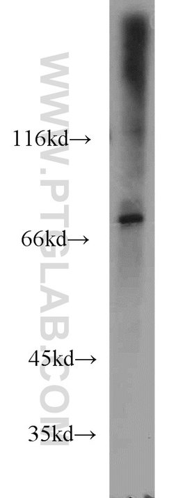 SIGLEC7 Rabbit anti-Human, Polyclonal, Proteintech 150 &mu;L; Unconjugated:Antibodies,