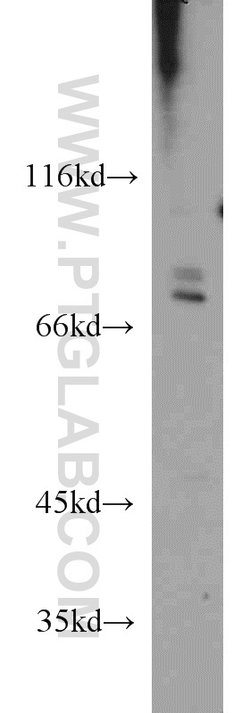 SIGLEC7 Rabbit anti-Human, Polyclonal, Proteintech 150 &mu;L; Unconjugated:Antibodies,
