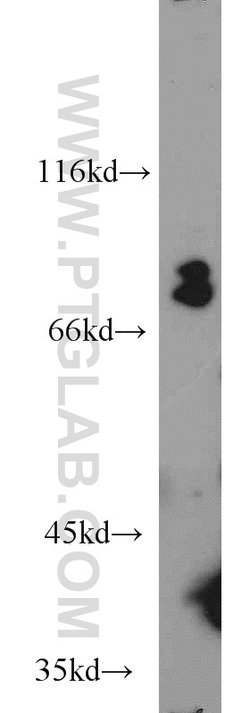 SIGLEC7 Rabbit anti-Human, Polyclonal, Proteintech 150 &mu;L; Unconjugated:Antibodies,