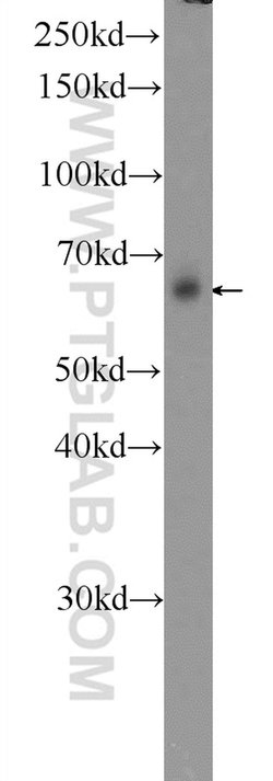 EMB Rabbit anti-Human, Mouse, Polyclonal, Proteintech 150 &mu;L; Unconjugated:Antibodies,