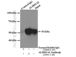 ALDH1A2 Rabbit anti-Human, Mouse, Rat, Polyclonal, Proteintech 150 &mu;L;