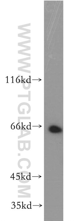 CD43 Rabbit anti-Human, Polyclonal, Proteintech 150 &mu;L; Unconjugated:Antibodies,