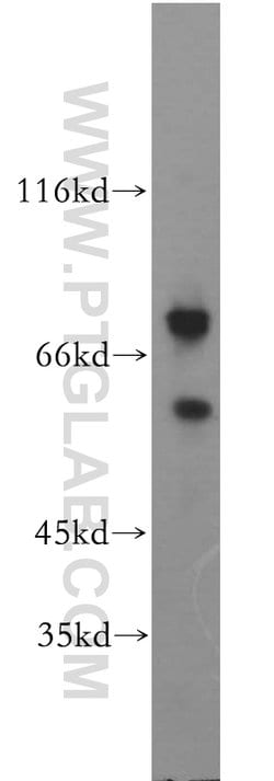 CD43 Rabbit anti-Human, Polyclonal, Proteintech 150 &mu;L; Unconjugated:Antibodies,