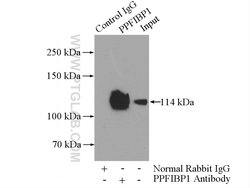 PPFIBP1 Rabbit anti-Human, Mouse, Rat, Polyclonal, Proteintech:Antibodies:Primary