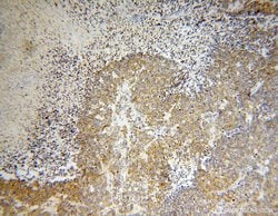 ZnT7 Rabbit anti-Human, Mouse, Rat, Polyclonal, Proteintech:Antibodies:Primary