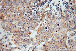 ZnT7 Rabbit anti-Human, Mouse, Rat, Polyclonal, Proteintech:Antibodies:Primary