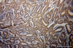 HSPA1L Rabbit anti-Human, Mouse, Rat, Polyclonal, Proteintech 150 &mu;L;