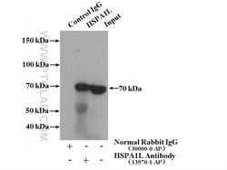 HSPA1L Rabbit anti-Human, Mouse, Rat, Polyclonal, Proteintech 150 &mu;L;