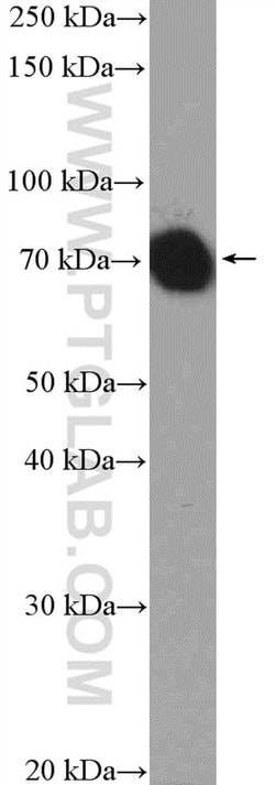 HSPA1L Rabbit anti-Human, Mouse, Rat, Polyclonal, Proteintech 150 &mu;L;