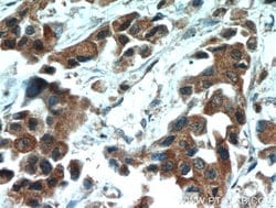 HSPA1L Rabbit anti-Human, Mouse, Rat, Polyclonal, Proteintech 150 &mu;L;
