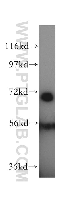 HSPA1L Rabbit anti-Human, Mouse, Rat, Polyclonal, Proteintech 150 &mu;L;