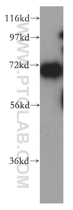 HSPA1L Rabbit anti-Human, Mouse, Rat, Polyclonal, Proteintech 150 &mu;L;
