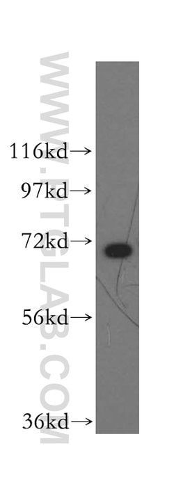 HSPA1L Rabbit anti-Human, Mouse, Rat, Polyclonal, Proteintech 150 &mu;L;