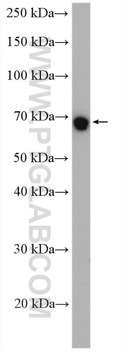 HSPA1L Rabbit anti-Human, Mouse, Rat, Polyclonal, Proteintech 150 &mu;L;
