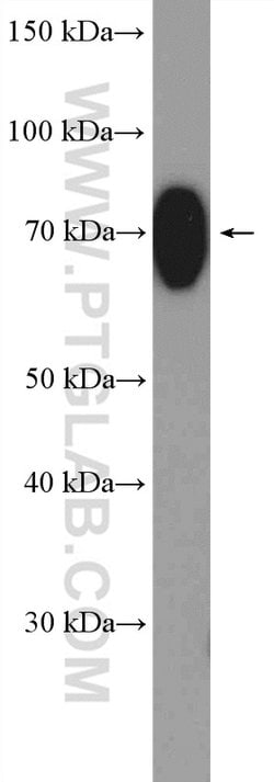 HSPA1L Rabbit anti-Human, Mouse, Rat, Polyclonal, Proteintech 150 &mu;L;