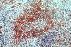 CNNM3 Rabbit anti-Human, Mouse, Rat, Polyclonal, Proteintech 150 &mu;L;