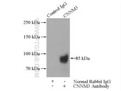 CNNM3 Rabbit anti-Human, Mouse, Rat, Polyclonal, Proteintech 150 &mu;L;