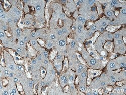 SEC63 Rabbit anti-Human, Mouse, Rat, Polyclonal, Proteintech:Antibodies:Primary