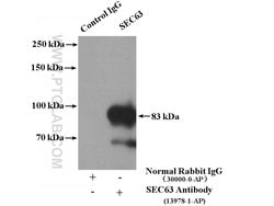 SEC63 Rabbit anti-Human, Mouse, Rat, Polyclonal, Proteintech:Antibodies:Primary