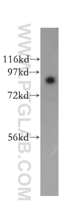 SEC63 Rabbit anti-Human, Mouse, Rat, Polyclonal, Proteintech:Antibodies:Primary