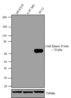 Invitrogen™ CaMKII beta Monoclonal Antibody (CB-beta-1)