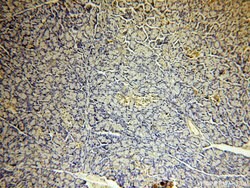 PARD6B Rabbit anti-Human, Mouse, Rat, Polyclonal, Proteintech 150 &mu;L;