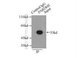 PARD6B Rabbit anti-Human, Mouse, Rat, Polyclonal, Proteintech 150 &mu;L;