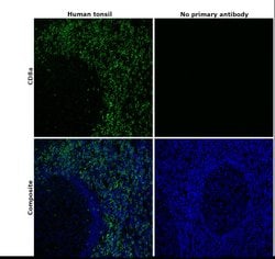 Invitrogen CD8a Monoclonal Antibody (AMC908), eBioscience , Invitrogen