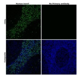 Invitrogen CD8a Monoclonal Antibody (AMC908), eBioscience , Invitrogen