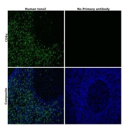 Invitrogen CD8a Monoclonal Antibody (AMC908), eBioscience , Invitrogen