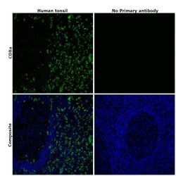 Invitrogen CD8a Monoclonal Antibody (AMC908), eBioscience , Invitrogen