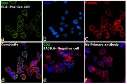 CD3 Monoclonal Antibody (eBioG4.18 (G4.18)), eBioscience , Invitrogen:Antibodies:Primary