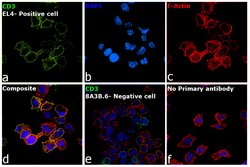 CD3 Monoclonal Antibody (17A2), eBioscience , Invitrogen:Antibodies:Primary