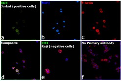 Invitrogen CD3 Monoclonal Antibody (HIT3a), eBioscience , Invitrogen:Antibodies:Primary