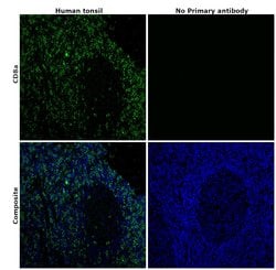 CD8a Monoclonal Antibody (C8/144B), eBioscience , Invitrogen:Antibodies:Primary