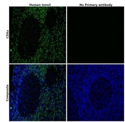 CD8a Monoclonal Antibody (C8/144B), eBioscience , Invitrogen:Antibodies:Primary