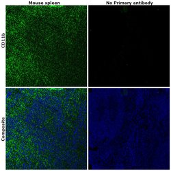 CD11b Monoclonal Antibody (M1/70), eBioscience , Invitrogen:Antibodies:Primary