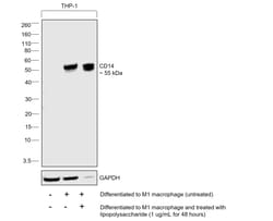 Invitrogen CD14 Monoclonal Antibody (61D3), eBioscience , Invitrogen 100