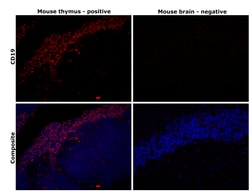 Invitrogen CD19 Monoclonal Antibody (LC1), eBioscience:Antibodies:Primary