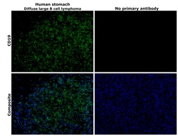 Invitrogen CD19 Monoclonal Antibody (6OMP31), eBioscience , Invitrogen