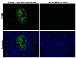 CD11b Monoclonal Antibody (C67F154), eBioscience , Invitrogen:Antibodies:Primary