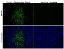 CD11b Monoclonal Antibody (C67F154), eBioscience , Invitrogen:Antibodies:Primary