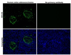 CD11b Monoclonal Antibody (C67F154), eBioscience , Invitrogen:Antibodies:Primary