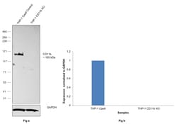 Invitrogen CD11b Monoclonal Antibody (C67F154), eBioscience , Invitrogen 100 &mu;g | Buy Online | Invitrogen&trade; | Fisher Scientific